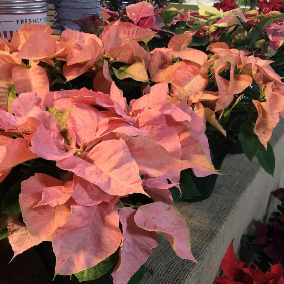 Poinsettias